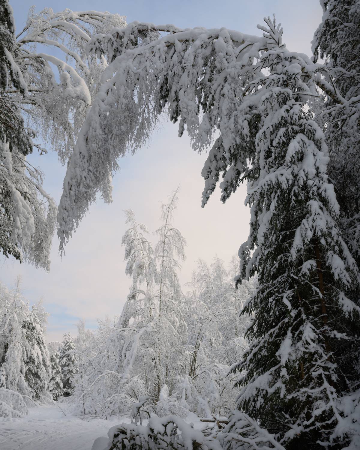 новгородская область,, Роман Фабричный