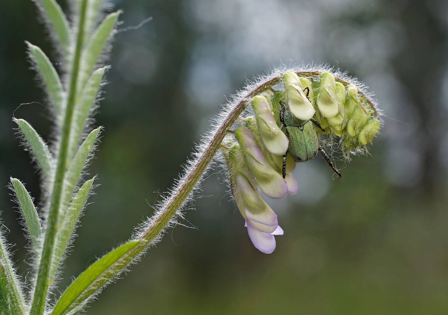 , Чепленко Алексей