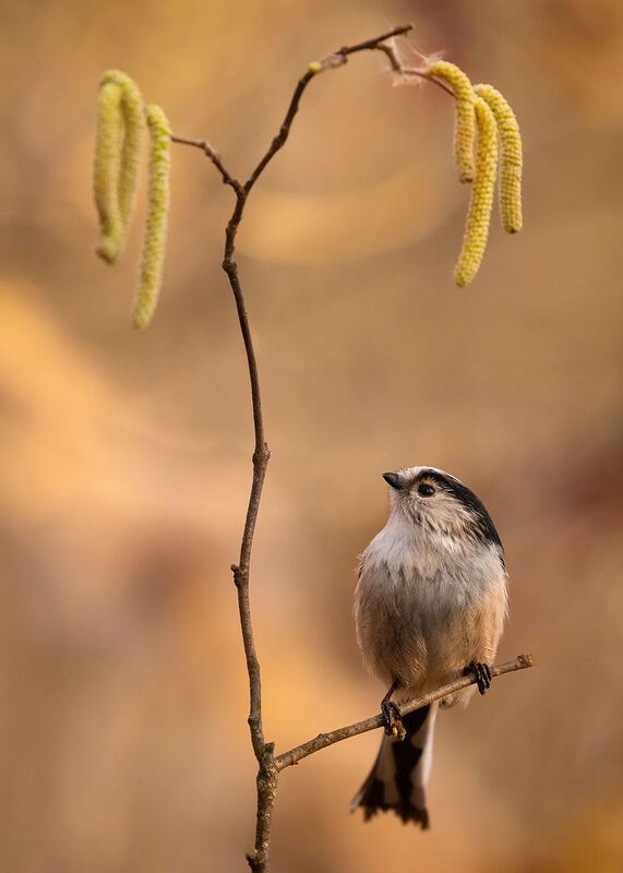 Long-tailed Ti фото превью