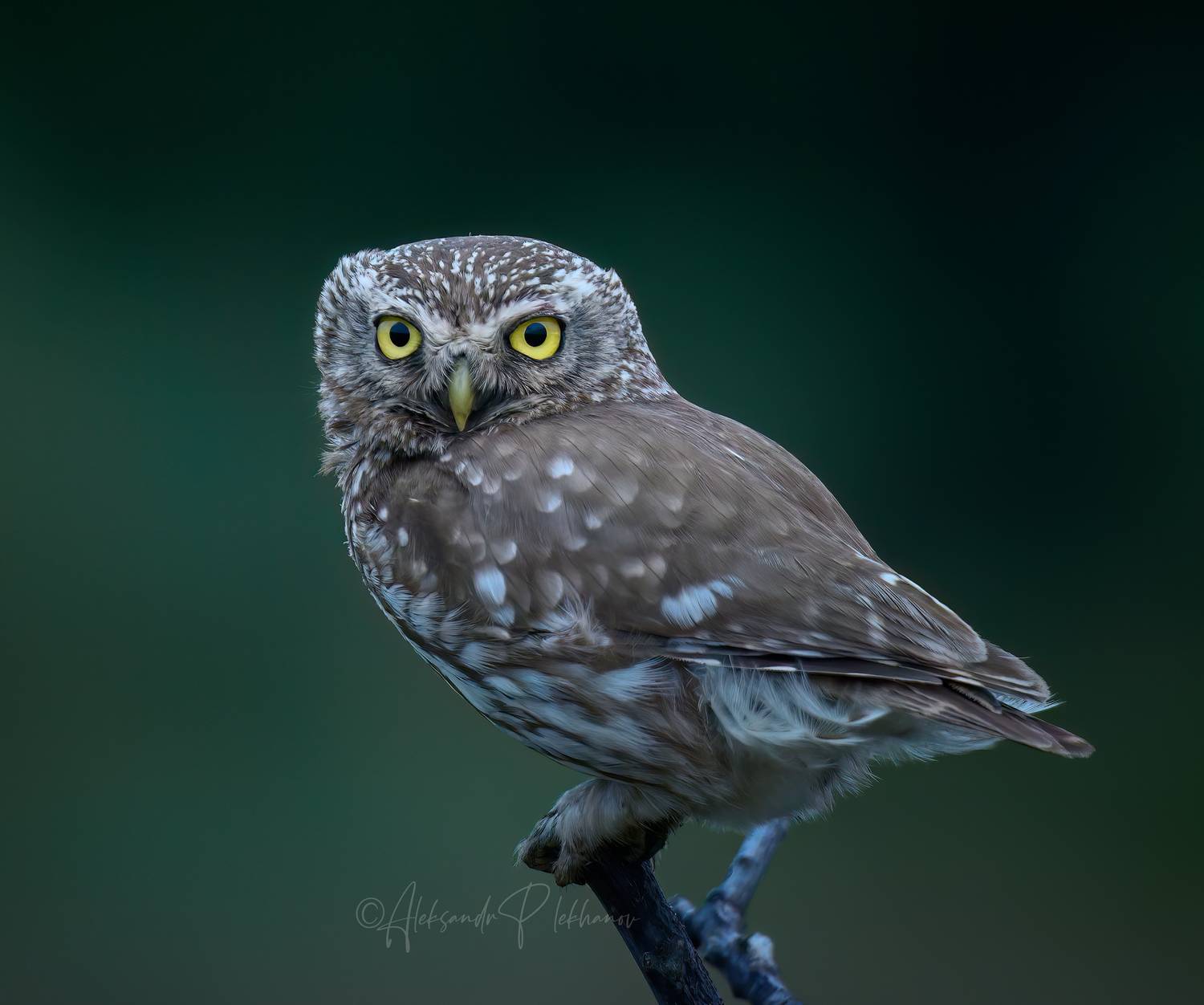 , Плеханов Александр