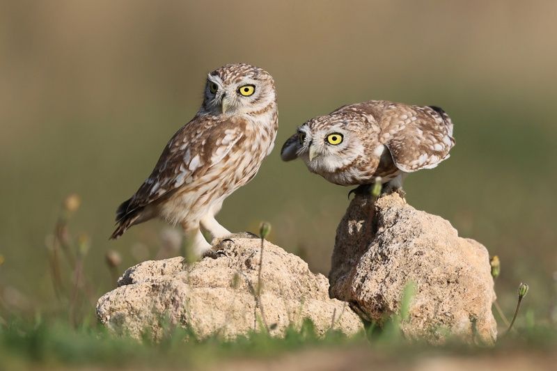Little owls  фото превью