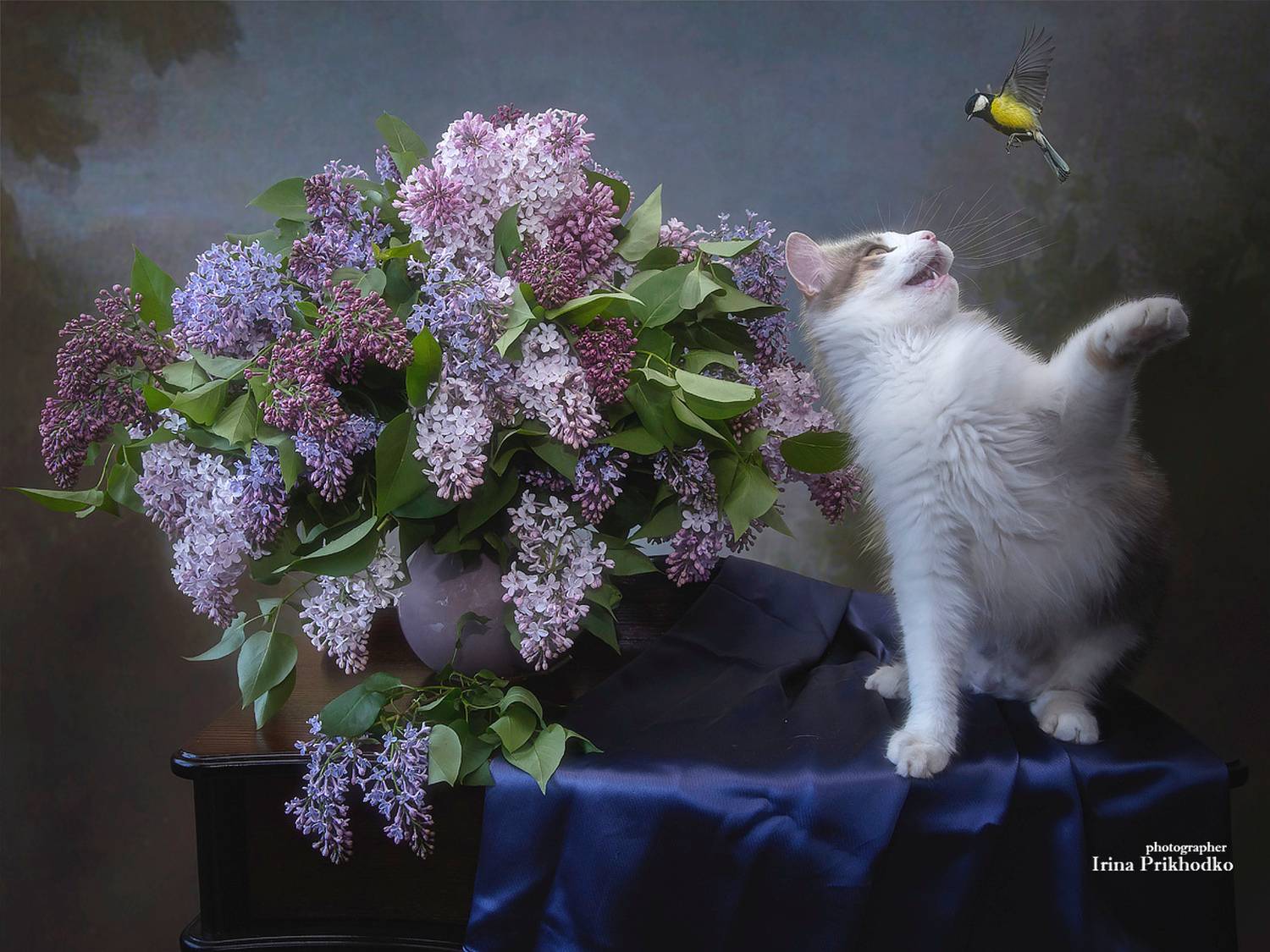 натюрморт, цветы, букеты, домашние животные, птицы, постановочное фото, Приходько Ирина