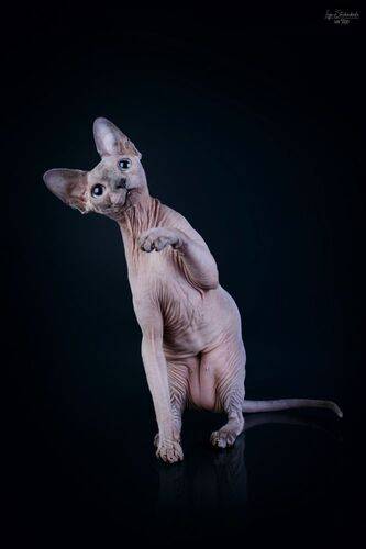 Кошачье 