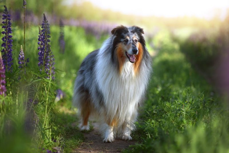 Великолепный Маркус фото превью