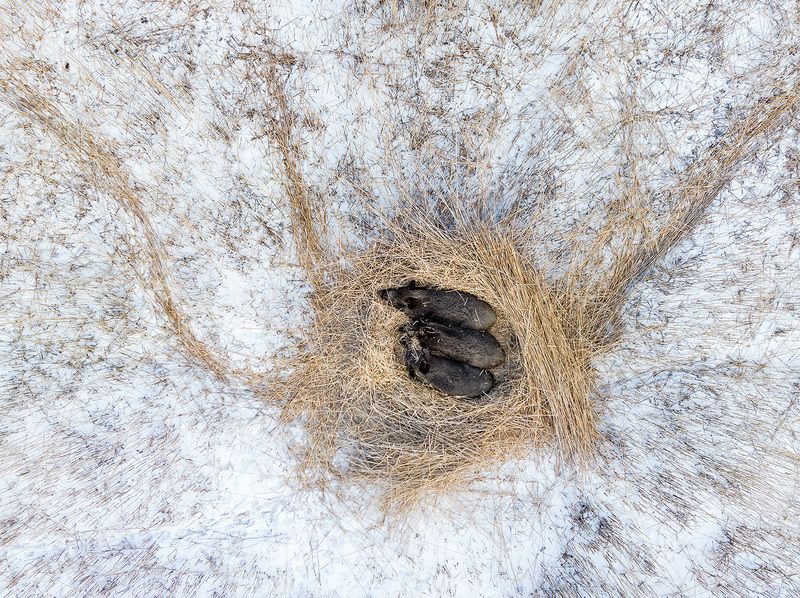 Три поросёнка. фото превью