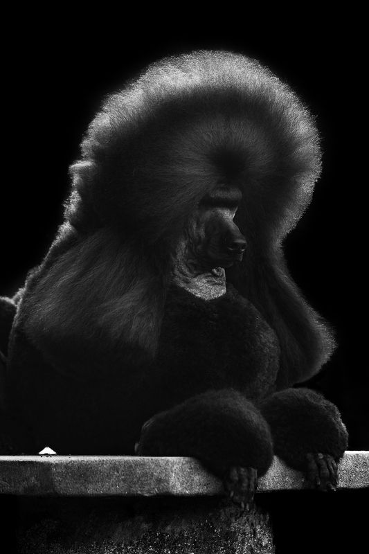 photography,dogs,pets,outdoor,poodle,black,background,green,portrait,puppy,canine,canon,natural,light,monochrome,city, Ali фото превью