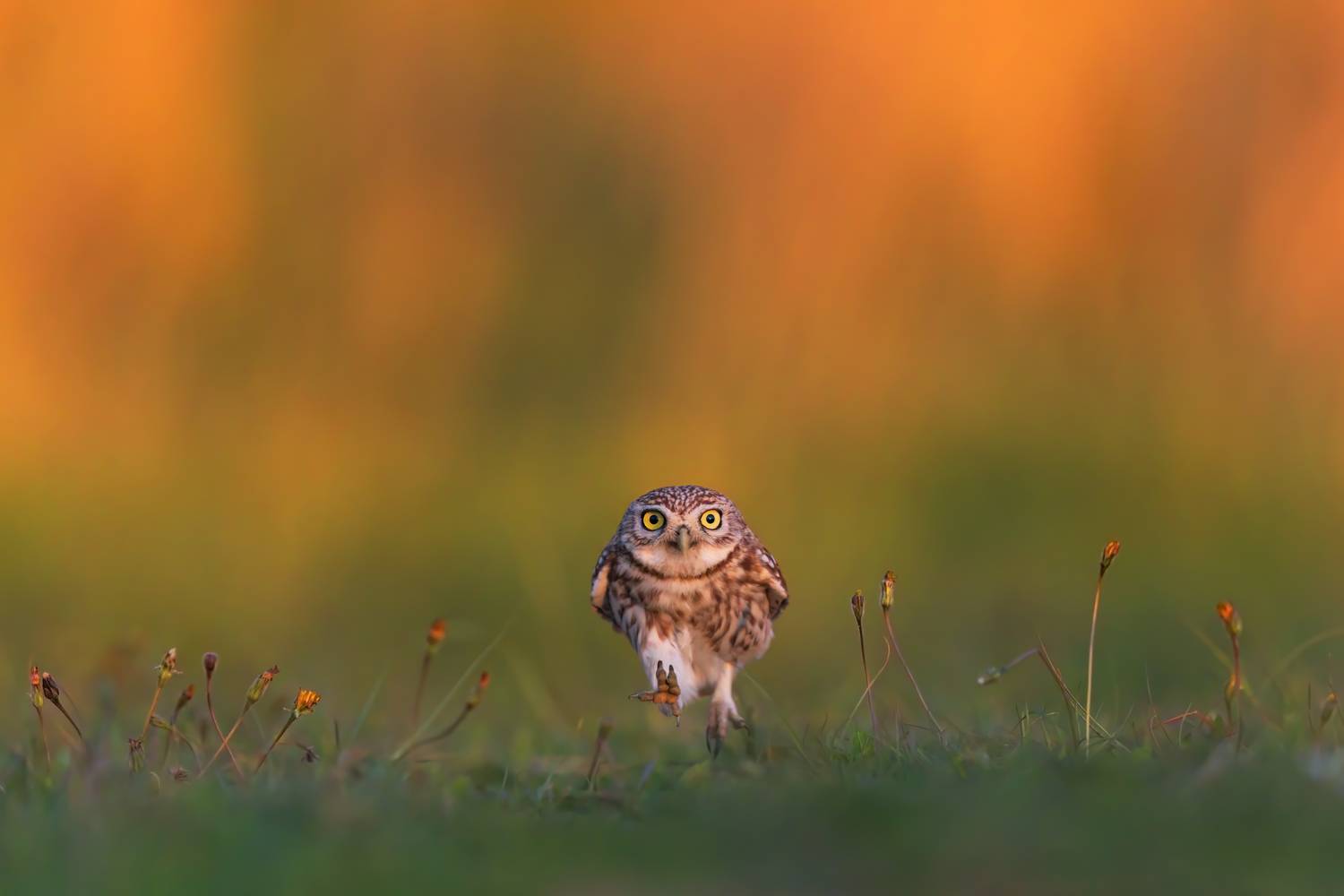 , Фруман Евгений