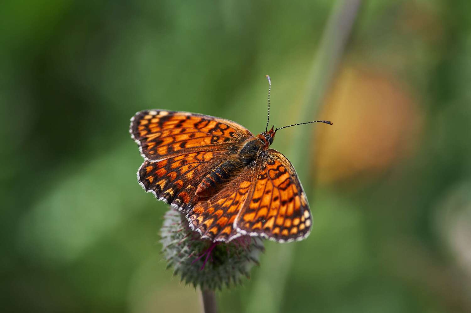 butterfly, volgograd, russia, macro, macro photo, macro photography, , Павел Сторчилов