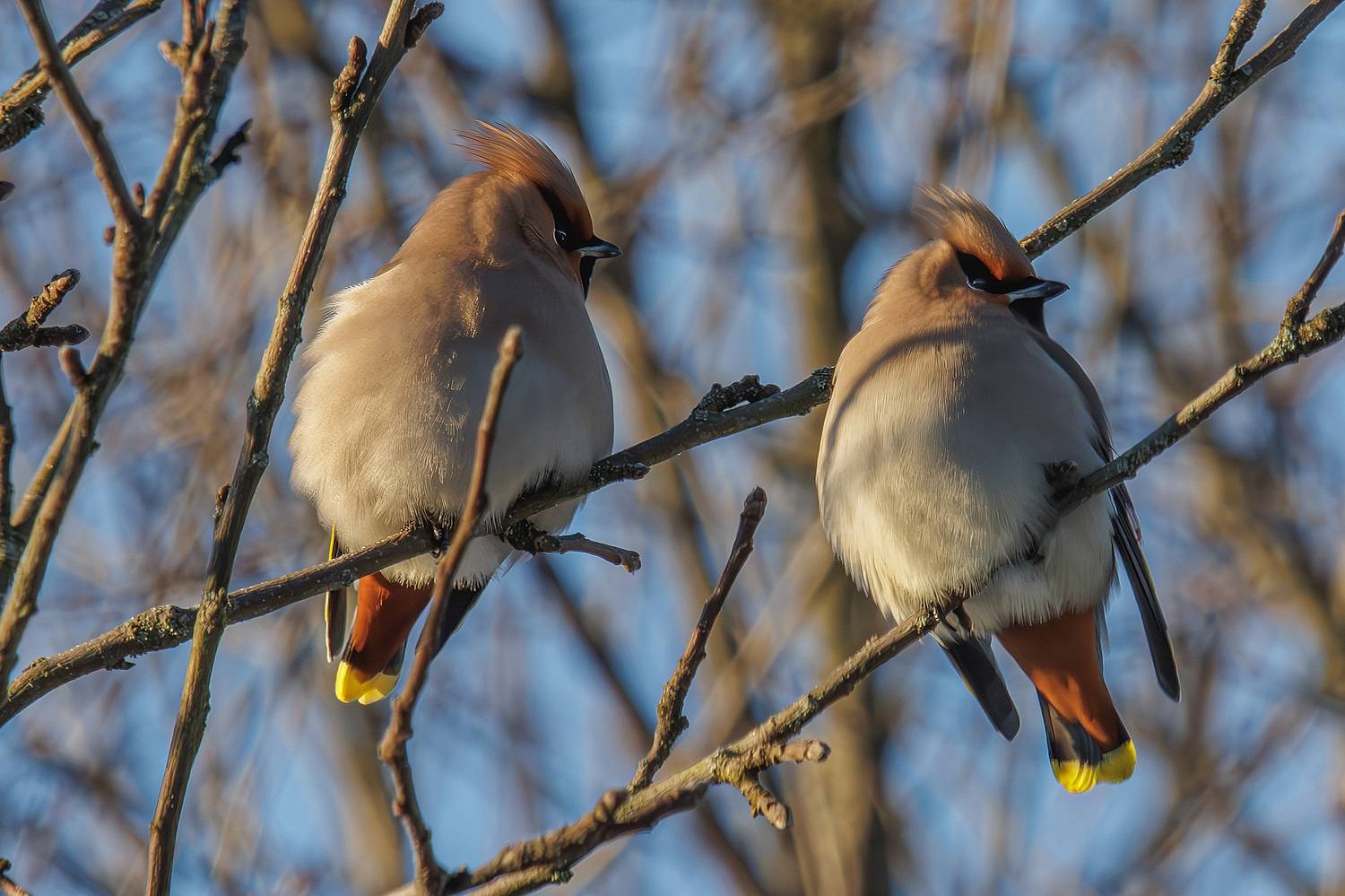 свиристель, Морозов Сергей