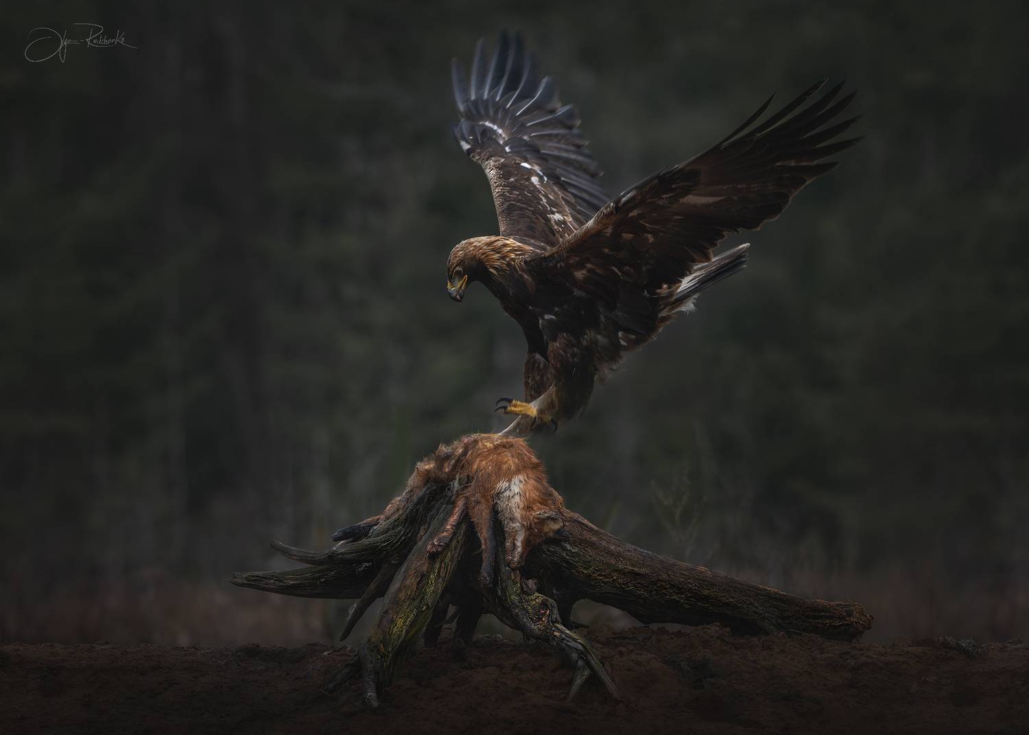 беркут, орел, golden eagle, eagle, беларусь, красный бор, хищник, Рудченко Ольга