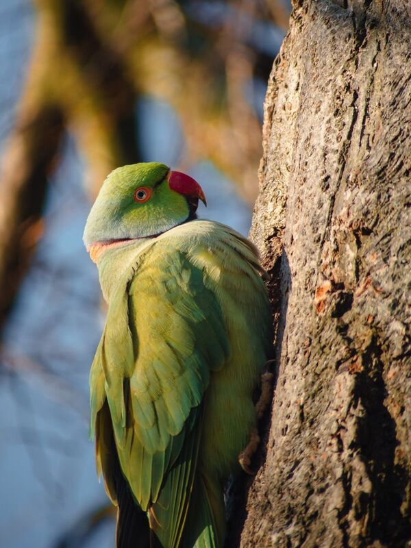 фото превью