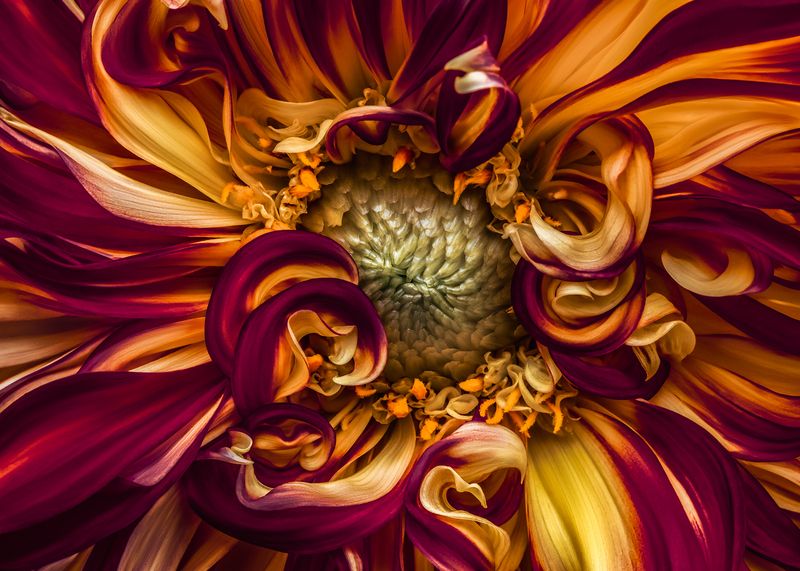 dahlia, flower, petals  фото превью