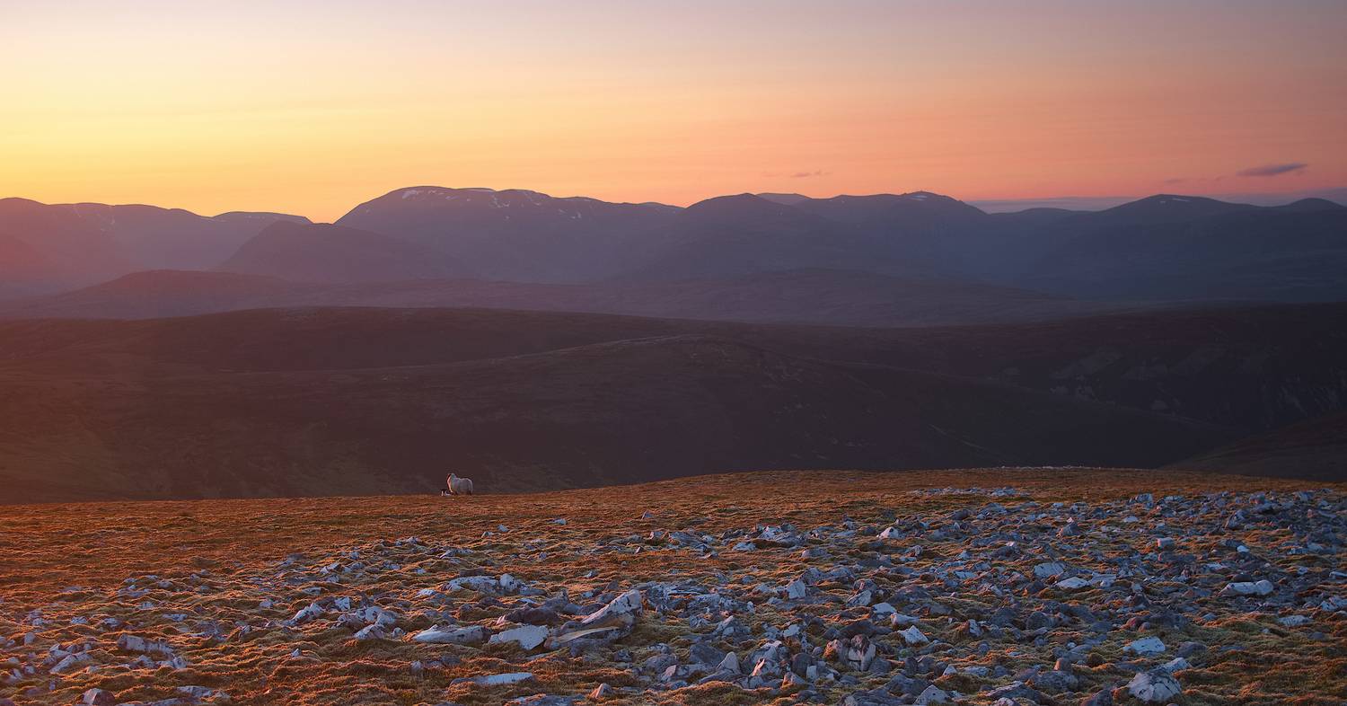 , Wojciech Tarnowski