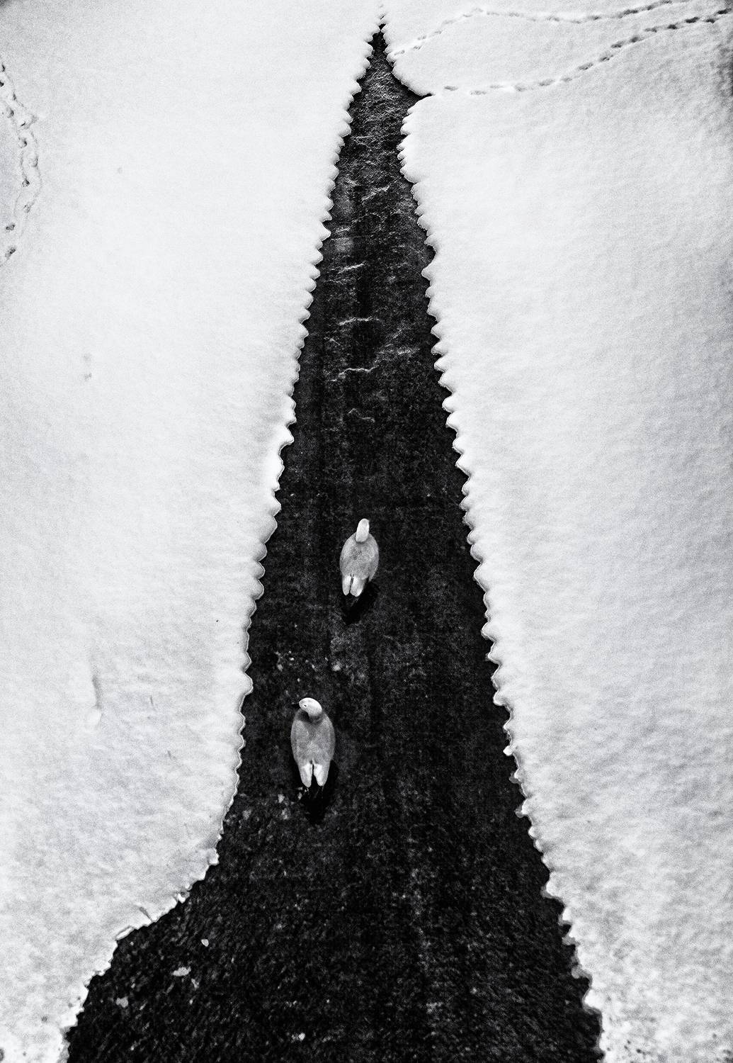 чб фото,февраль, птицы, пруд, москва, Vera Trandina