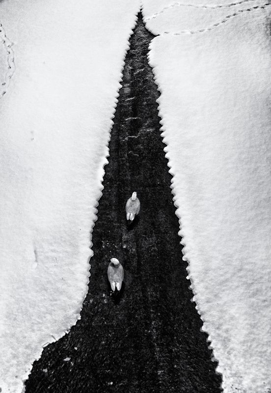 чб фото,февраль, птицы, пруд, москва Февраль фото превью