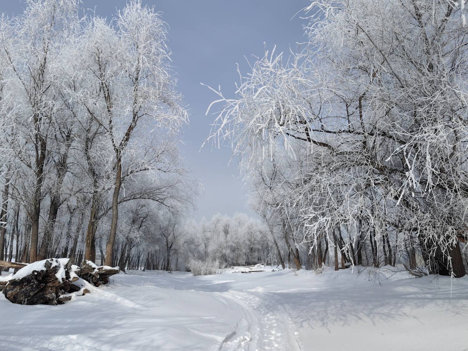 иней,деревья,зима, Козлова Галина