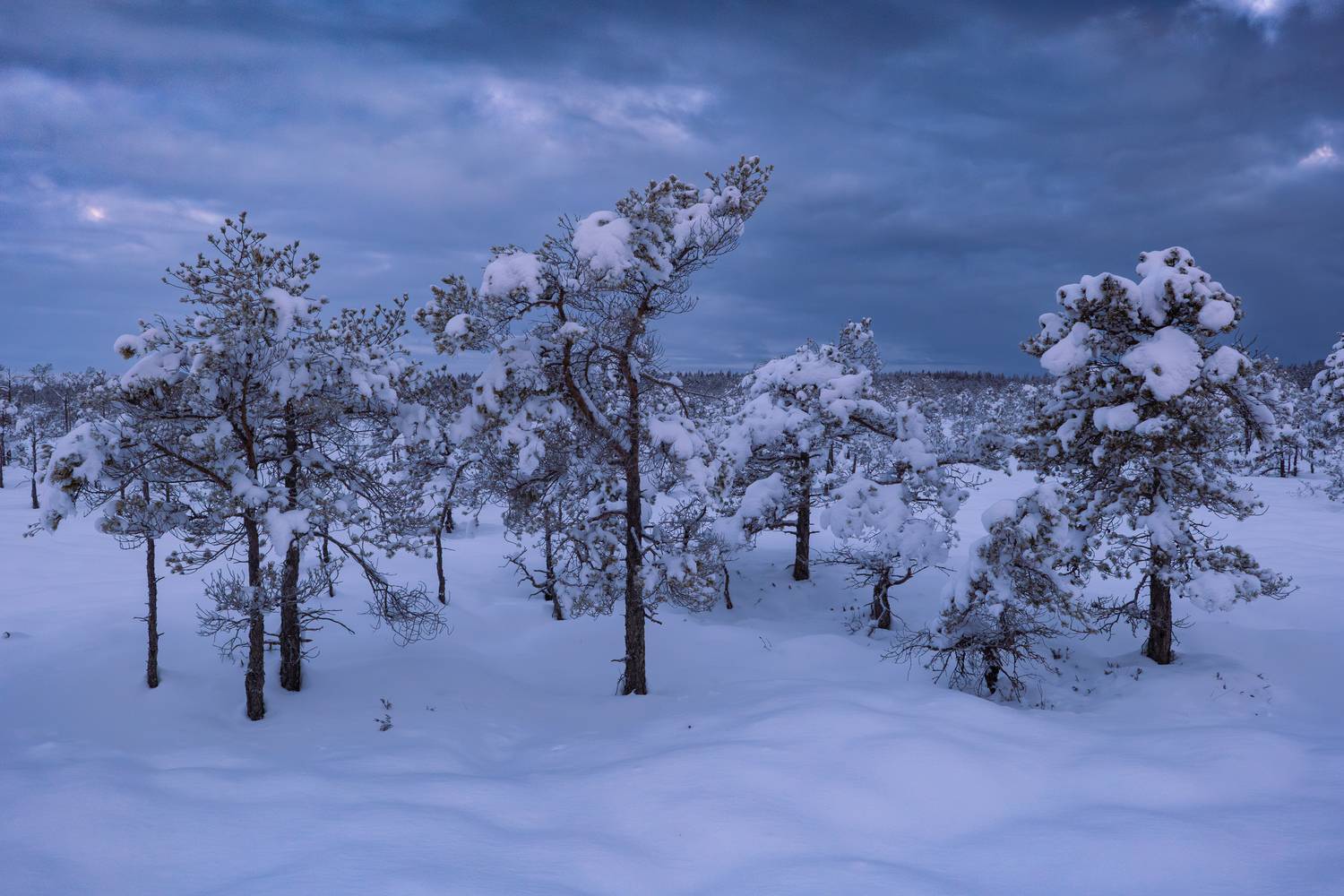 #kemeri #bog #winter #morning, Гордон Николай