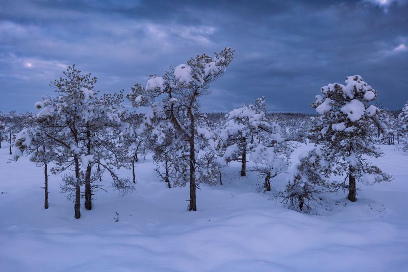 #kemeri #bog #winter #morning Морозное утро фото превью