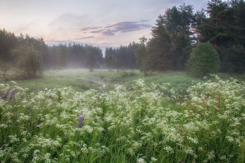 Летнее утро фото превью