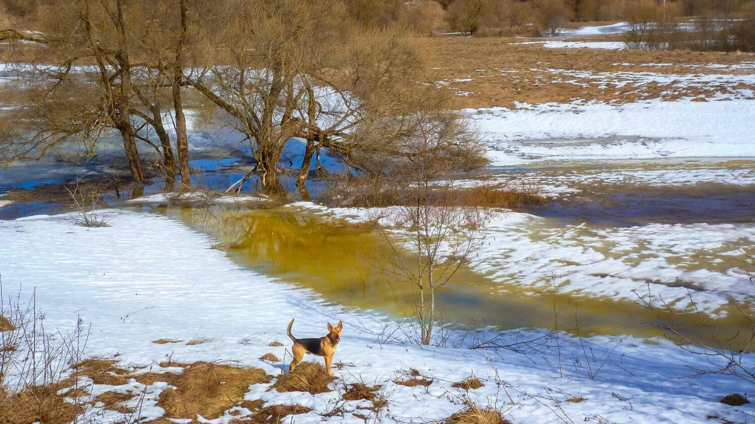 пейзаж, весна, март, солнечно, снег тает, проталины, Смоленская область, Лидия Киприч