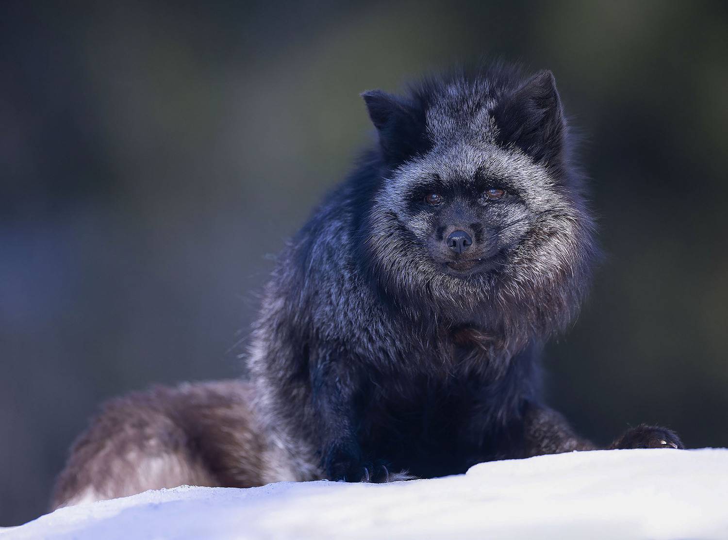 лиса, чернобурая, красотка, лес, fox, beautiful, forest, nature, Стукалова Юлия