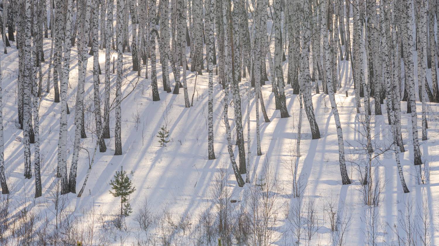 , Шустиков Дмитрий