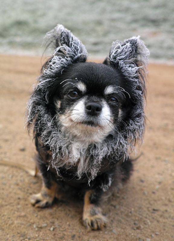 В мехах :) фото превью