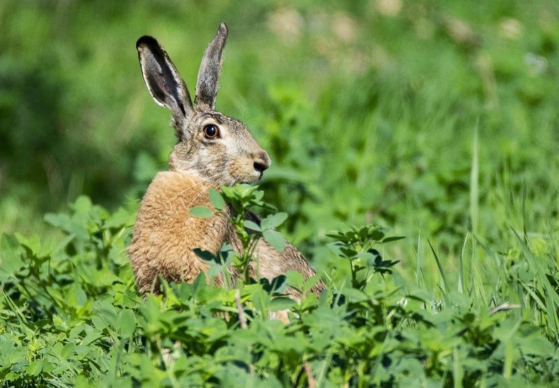 заяц Апрельский заяц фото превью