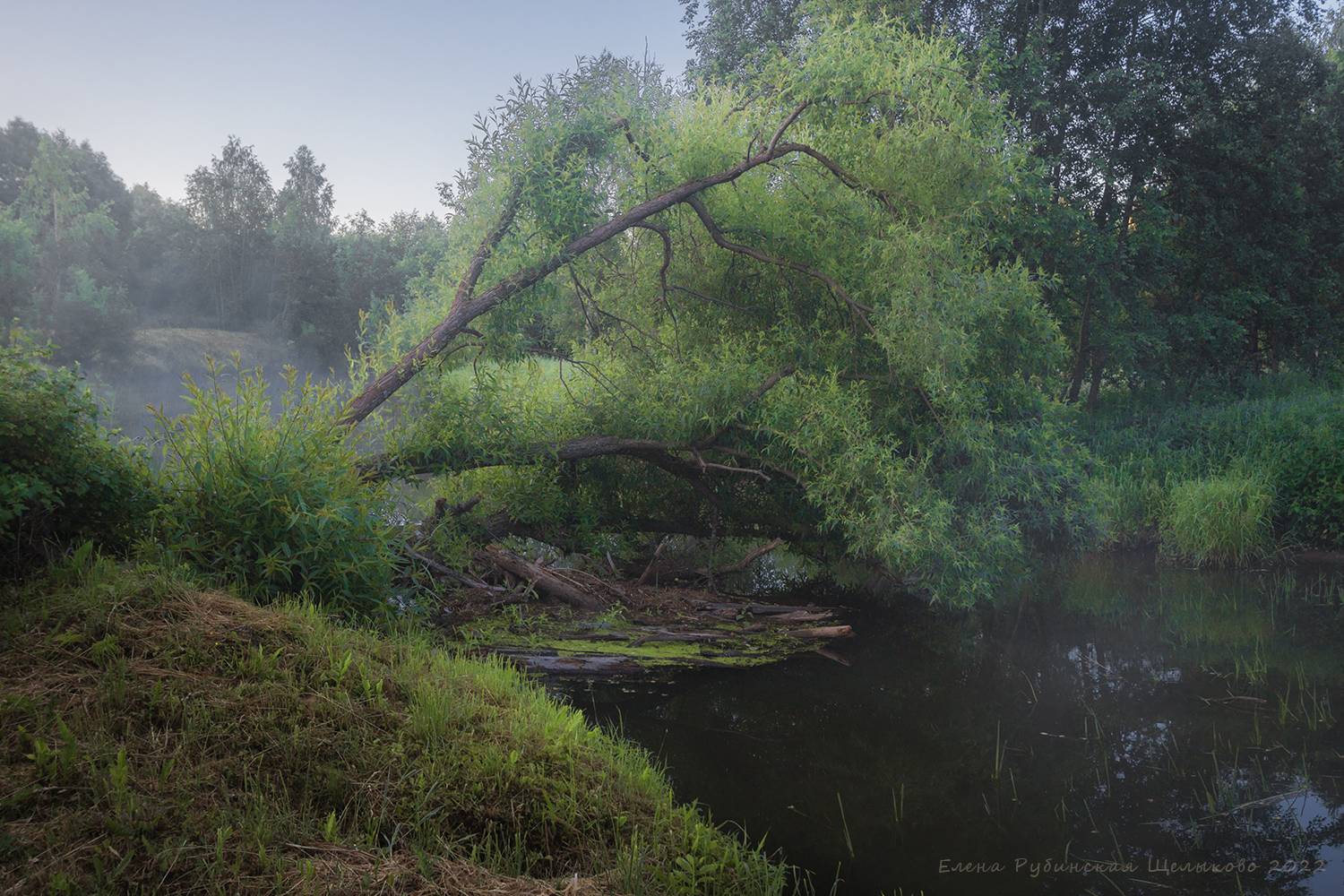 щелыково, костромская область, островский район, река куекша, река, пейзаж, утро, рассвет, лето, ива, дерево, Елена Рубинская
