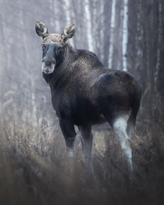 Европейский лось (Alces alces) 