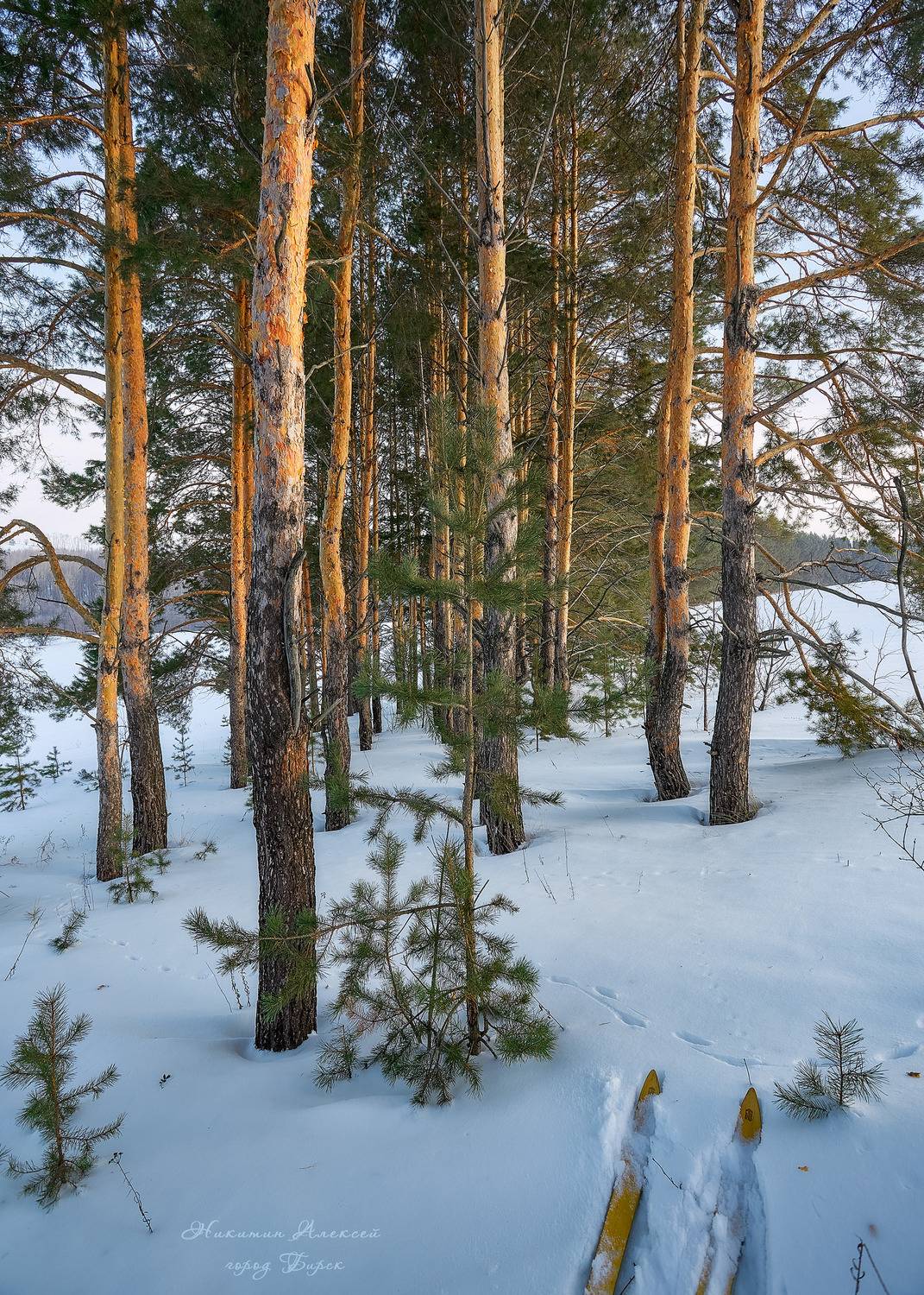, Никитин Алексей
