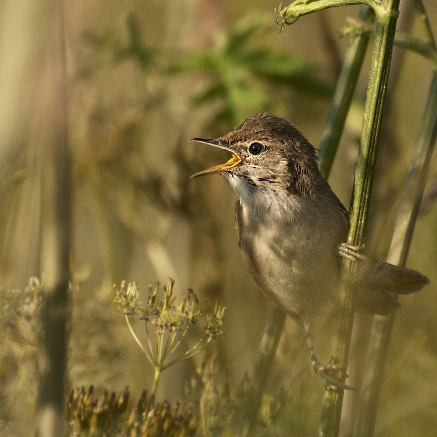 , Олег Тыркин