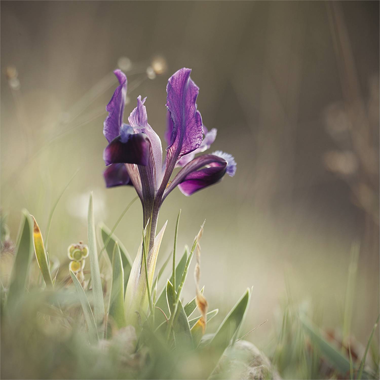 , Наталья Ова