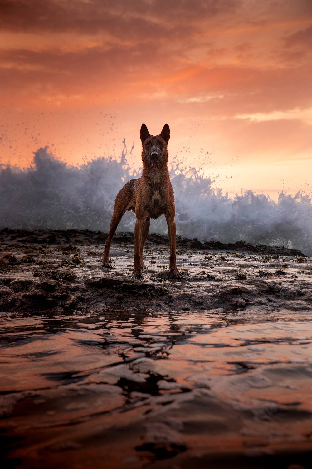 photography,dogs,pets,animal,canine,portrait,water,summer,rock,malinois,splash,motion,pose,natural,light,frisbee,golden,hour,summer,fun,sports,action, Alexandre Marques