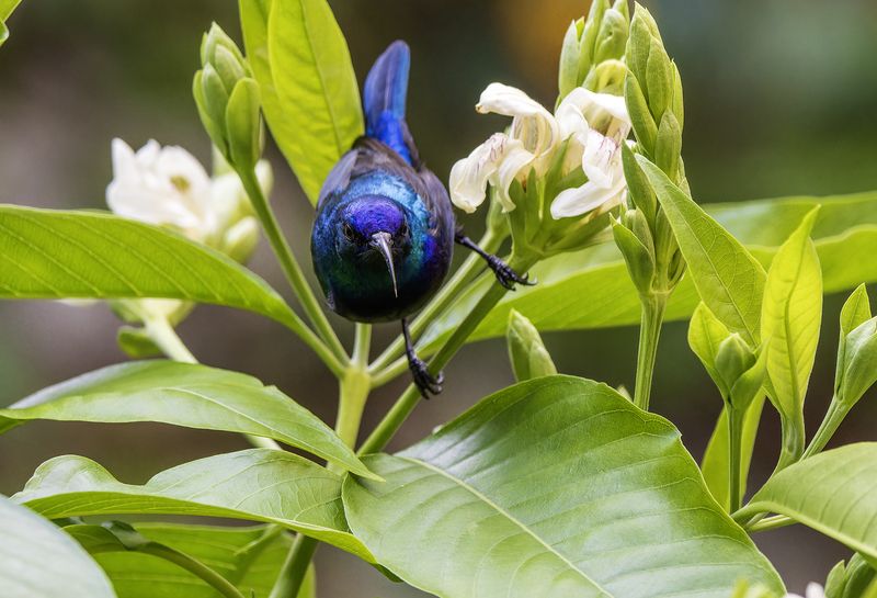 Палестинская нектарница. фото превью