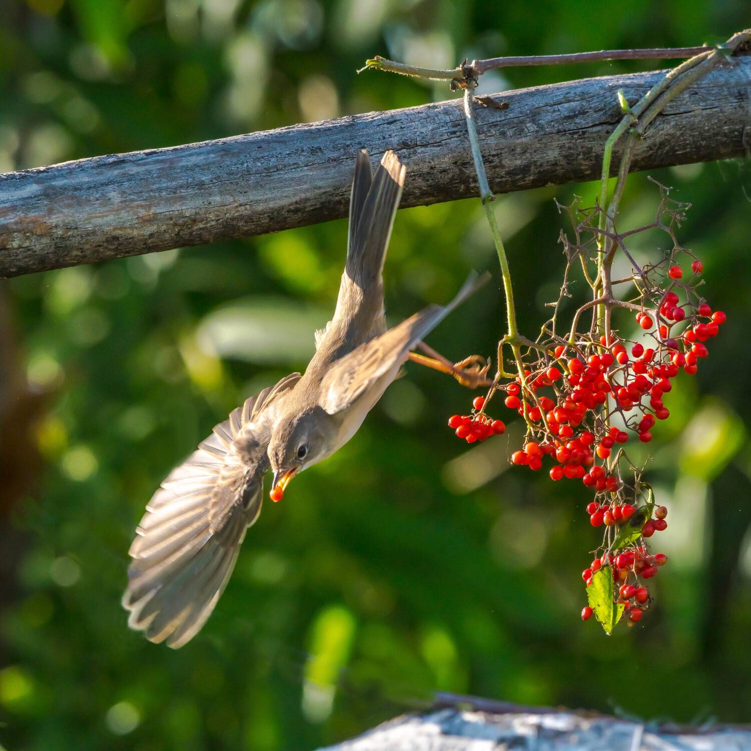 , Белоусов Михаил