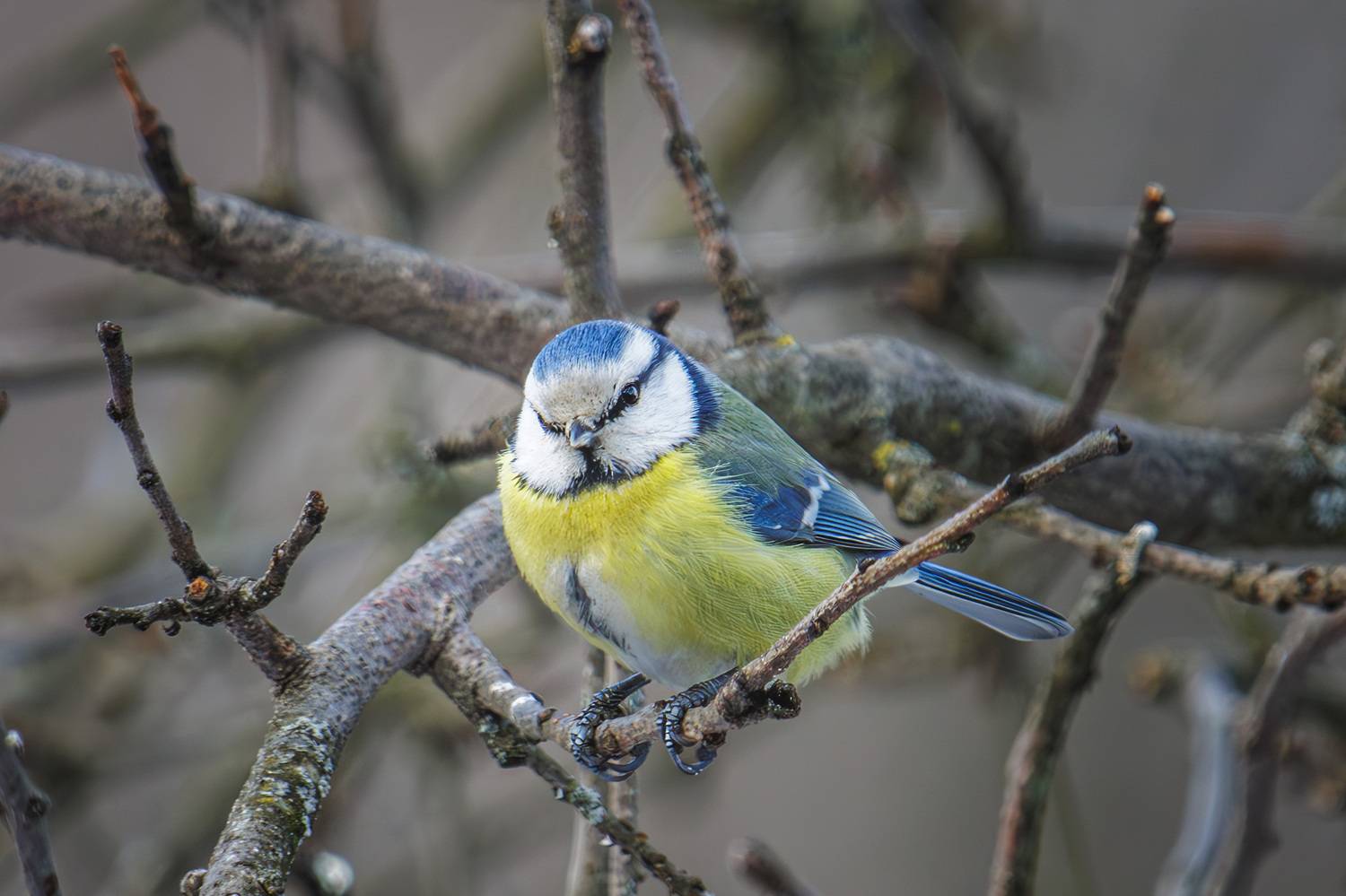 лазоревка, Морозов Сергей