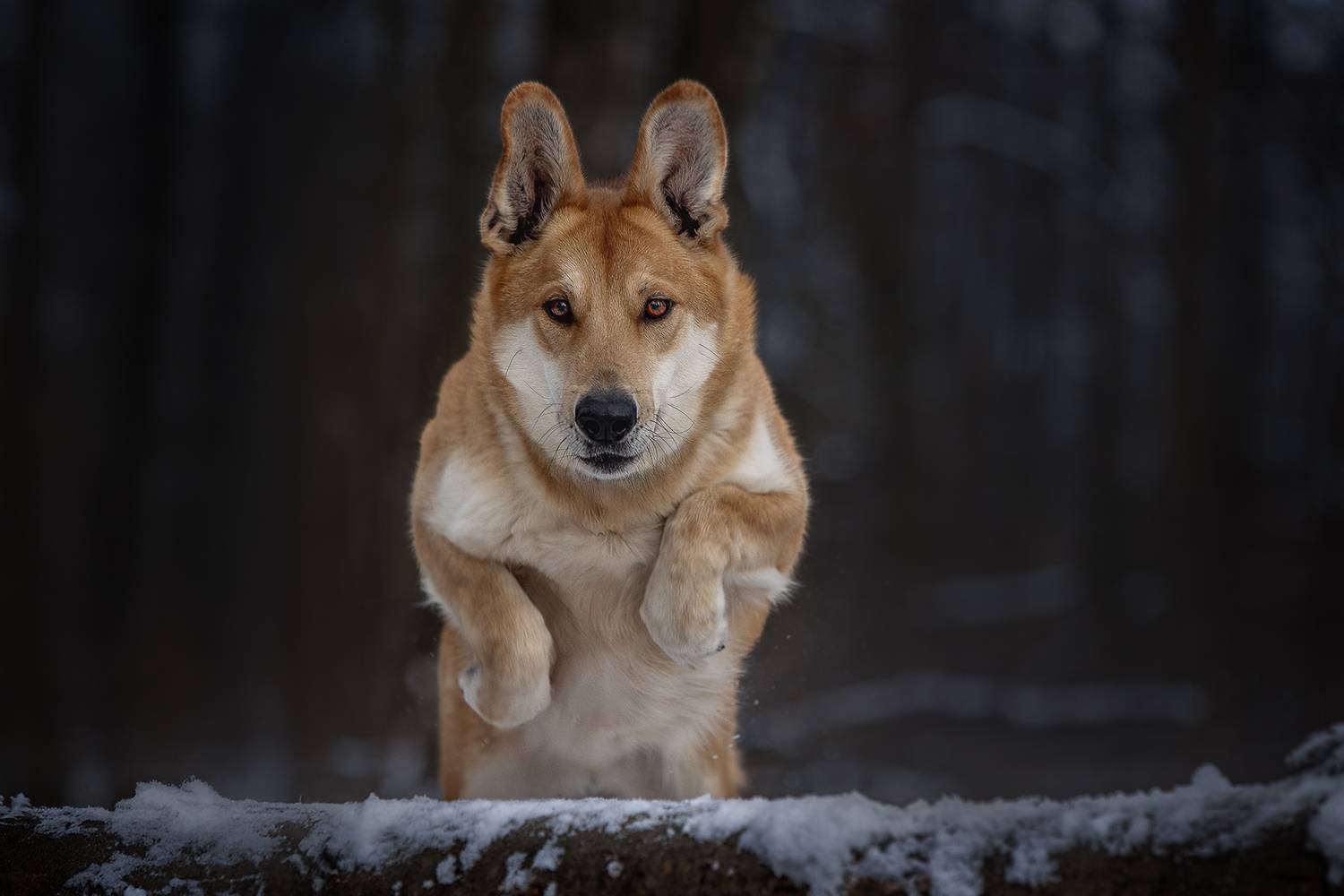 , Елена Самусенкова