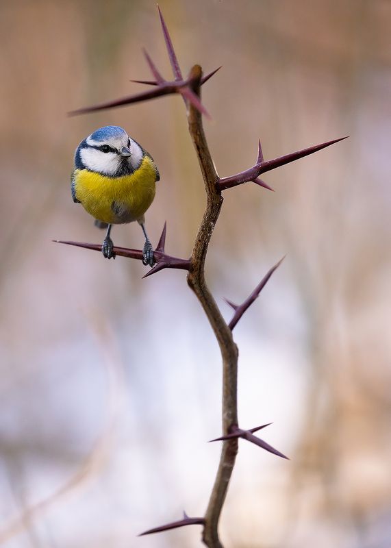 Titmouse фото превью