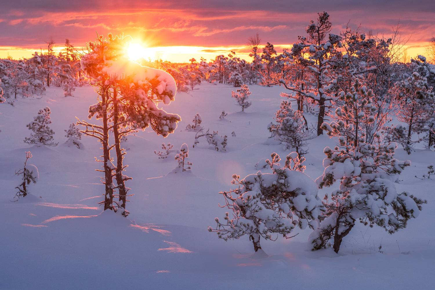 ķemeri, bog, morning, winter, Гордон Николай