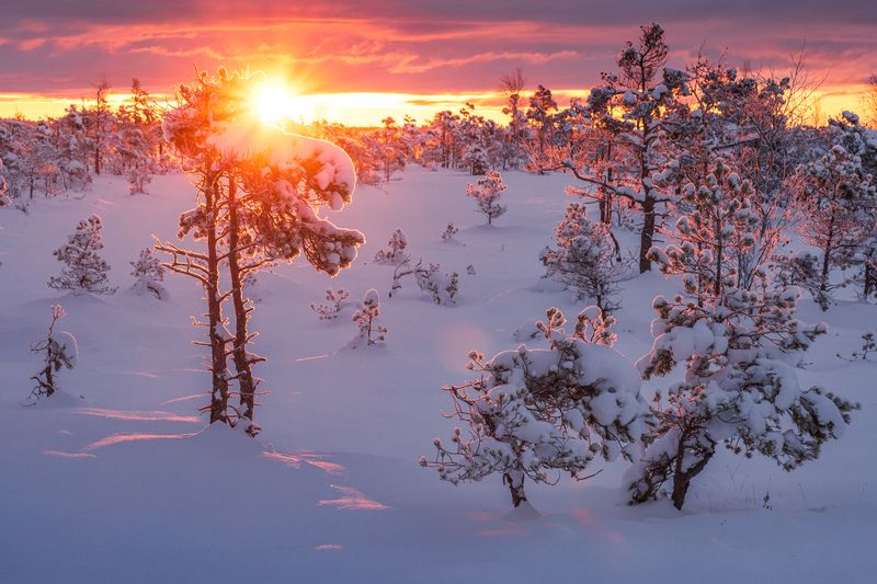 ķemeri, bog, morning, winter Морозное утро на болоте фото превью