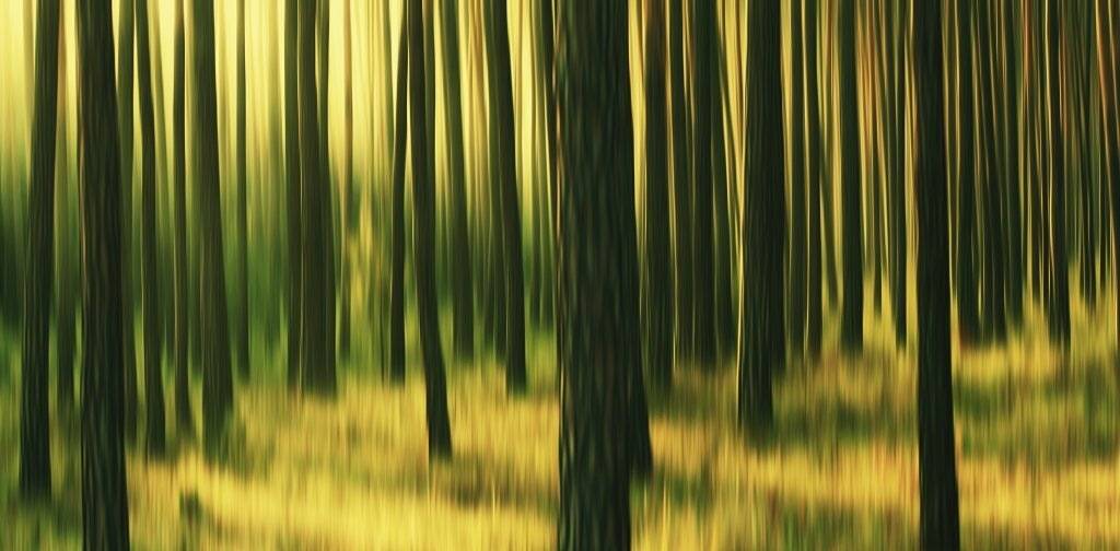 magical forest. Автор: František Uhler , František Uhler