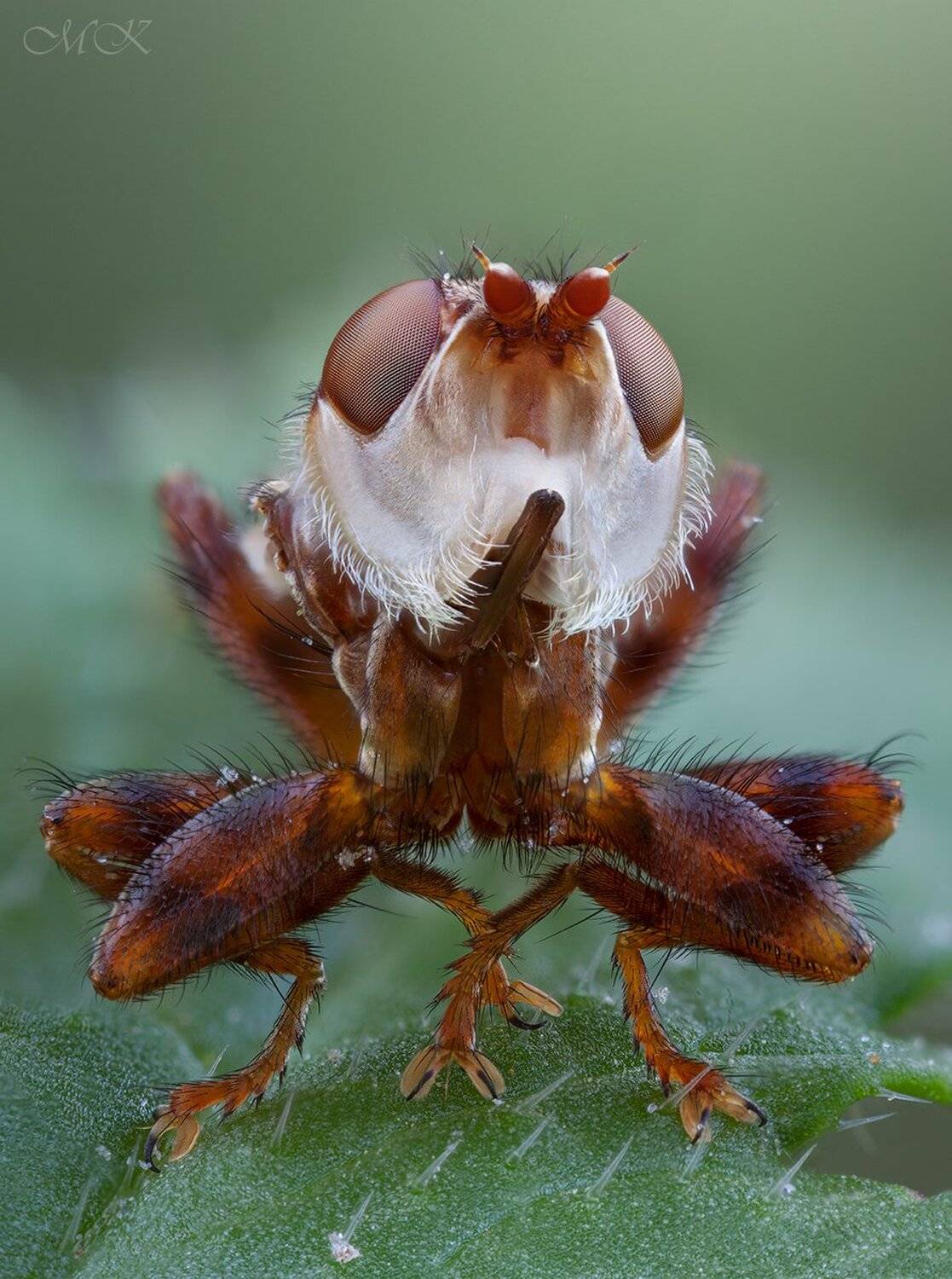 conopidae, myopa, Miron Karlinsky