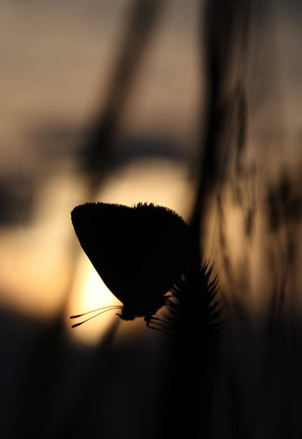 , Сергей Таланов