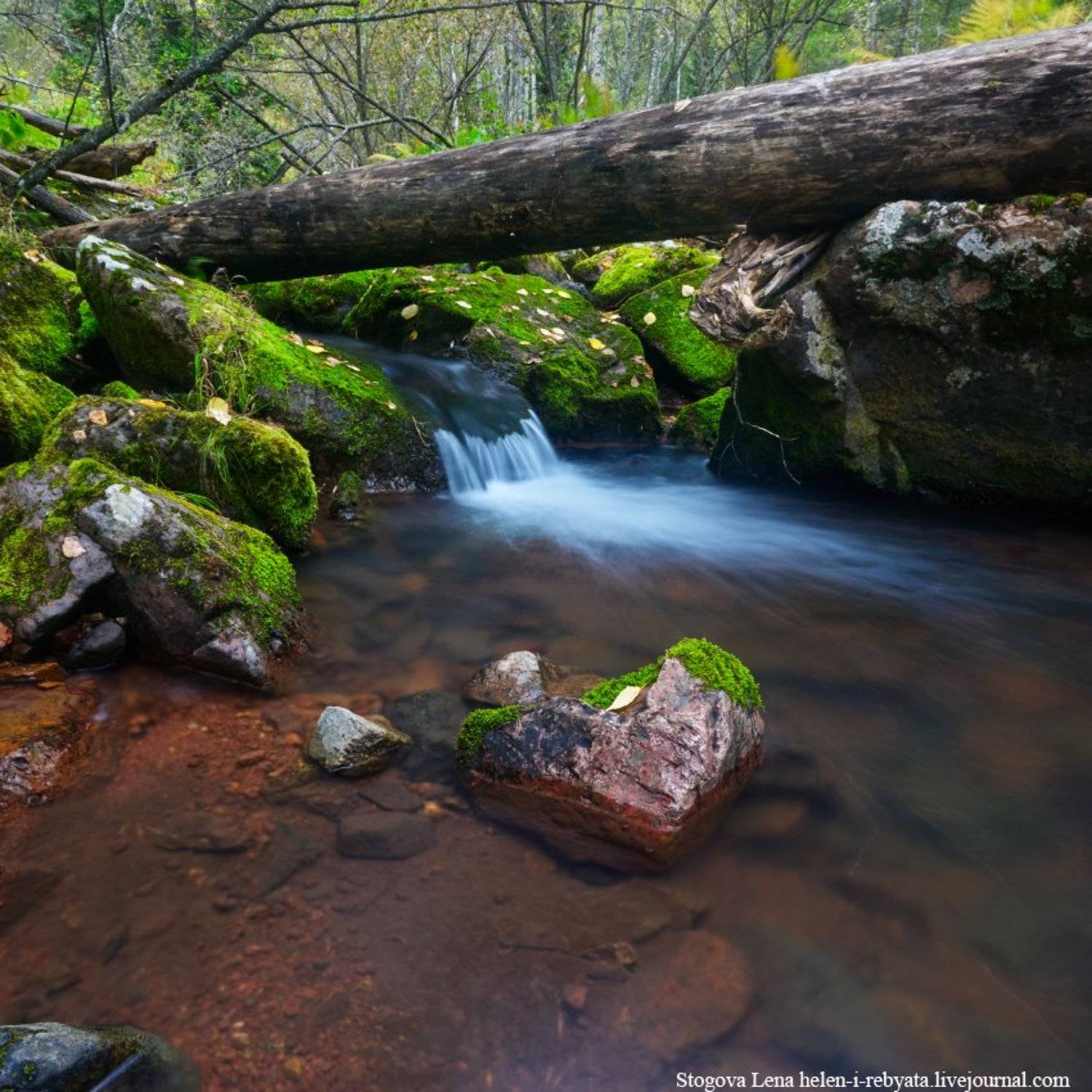 Красноярск, Лес, Малая Лиственная, Река, Лена Стогова