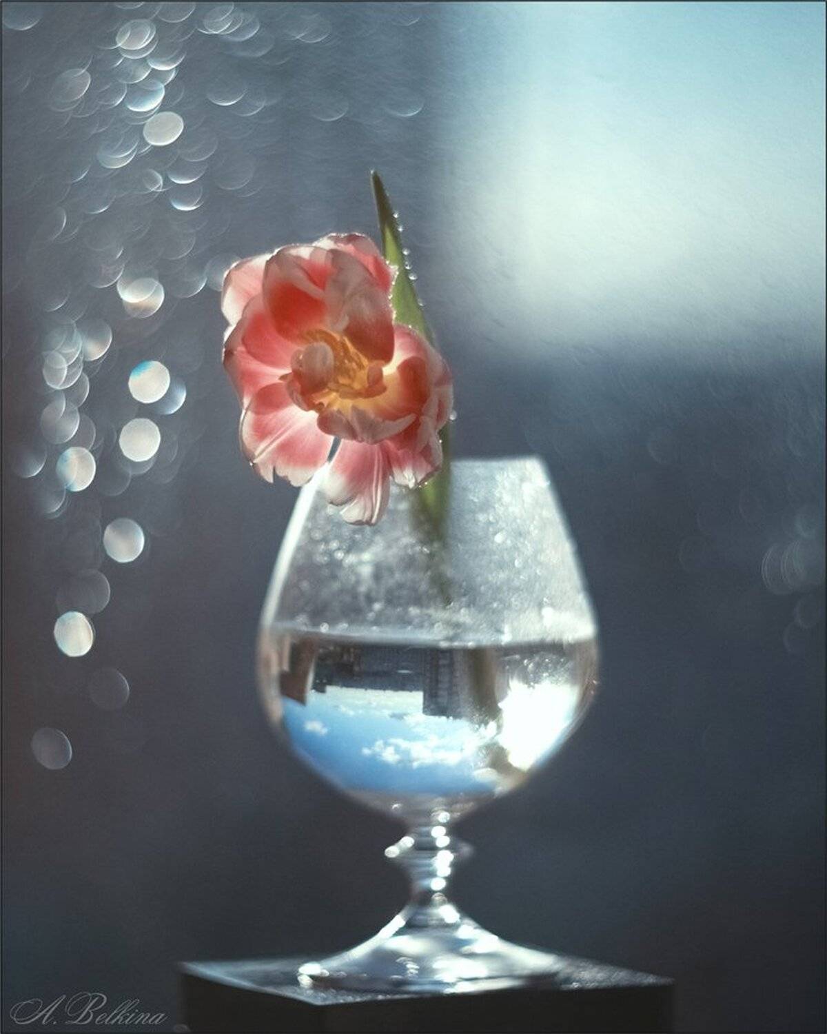 , Ариадна Белкина