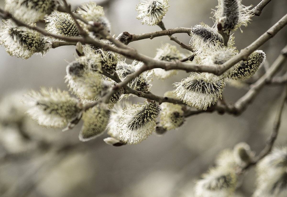 , Парбукова Анна