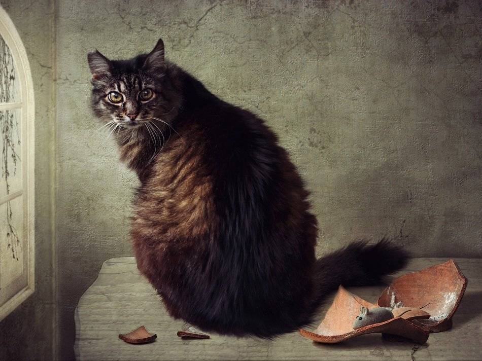 фото, кот, черепки. мышь, Ирина Приходько