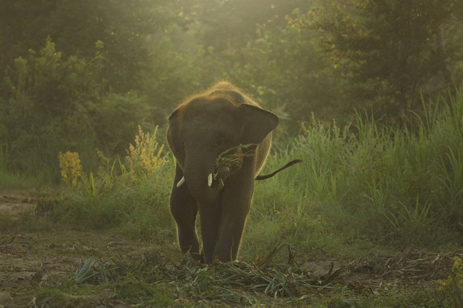 animal,wild,sunset,zoo,calf,pets, SUTIPORN SOMNAM