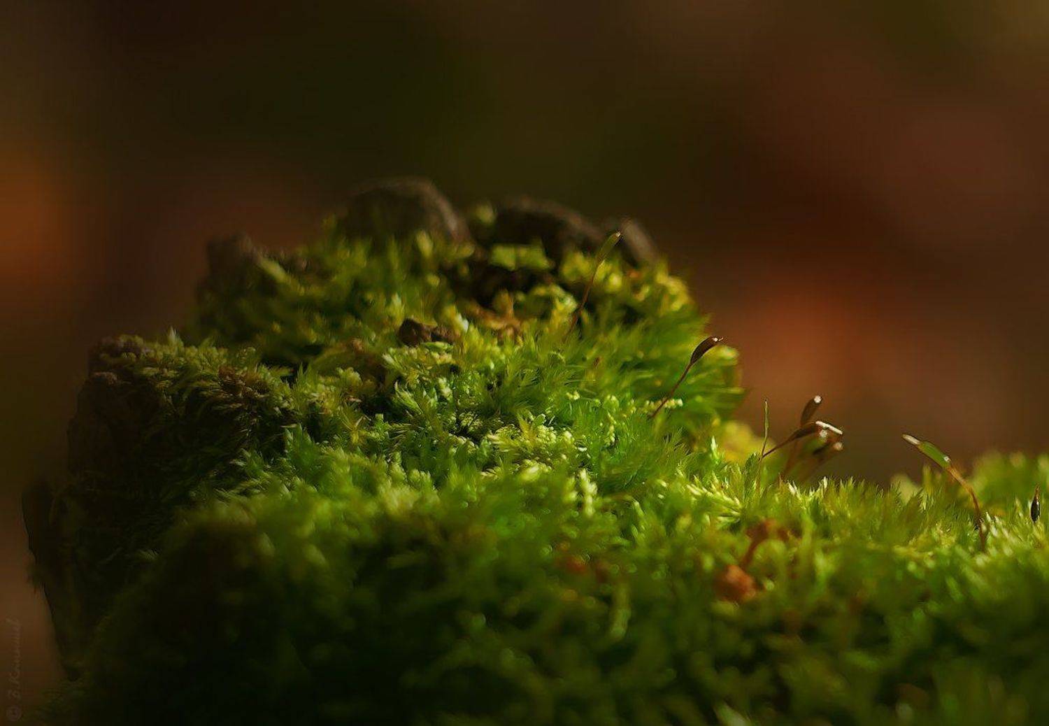 Лес, Лето, Мох, Природа, Свет, Утро, Владимир Комышев